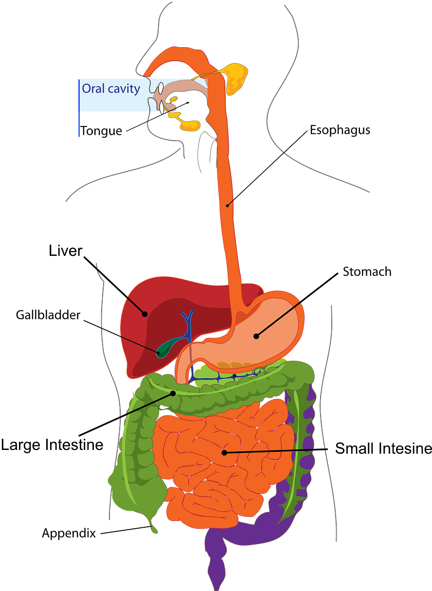 Pancreas - Figure Of Digestive System (893x1280), Png Download