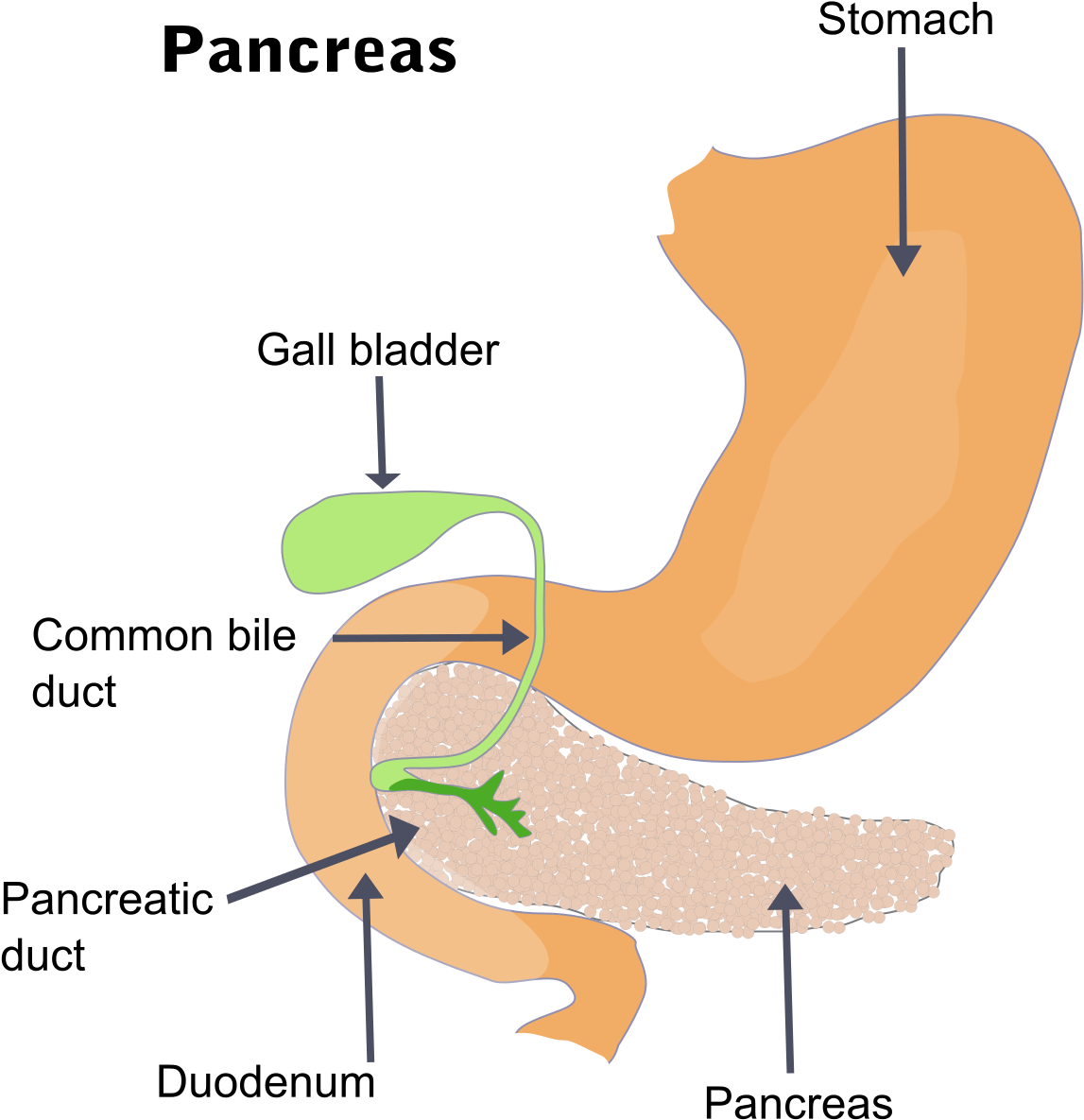 Pancreas Meaning In Urdu (1200x1216), Png Download