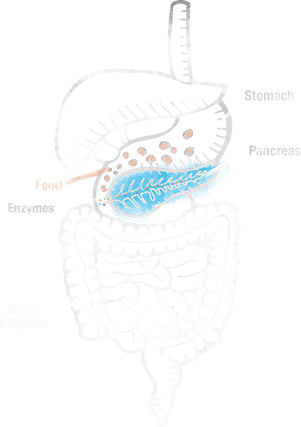 Exocrine Pancreatic Insufficiency Is A Condition That - Exocrine Pancreatic Insufficiency (301x427), Png Download
