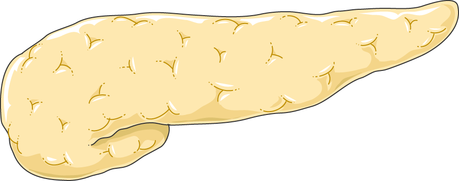 Download The Image - Pancreas (936x370), Png Download