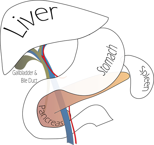 Pancreas - Cholecystectomy (500x471), Png Download