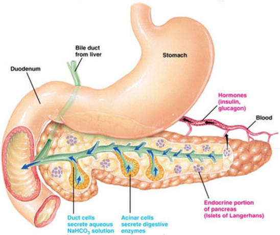 Screen 2 On Flowvella - Endocrine Exocrine Pancreas (726x458), Png Download