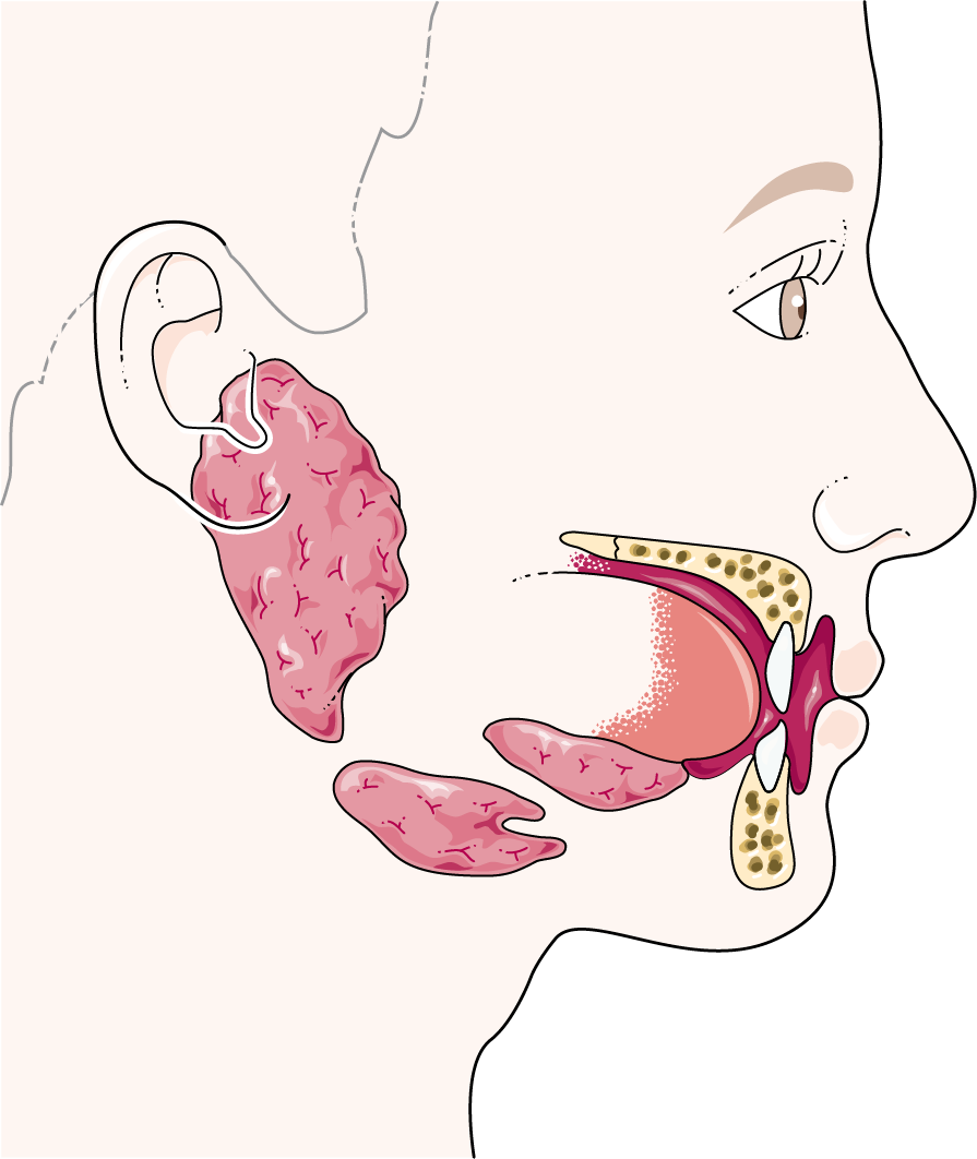 Salivary Glands - Salivary Glands Clip Art (895x1062), Png Download