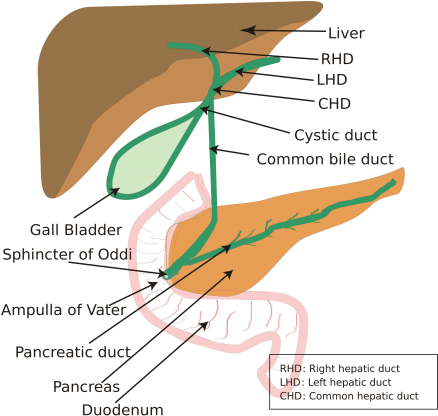 Biliary System (450x418), Png Download