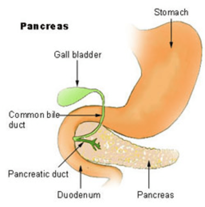 Pancreas [8] - Pancreas Gland (850x718), Png Download