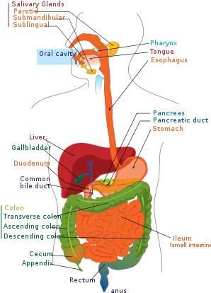 Gastrointestinal Tract - Sistema Digestivo En Español (300x425), Png Download