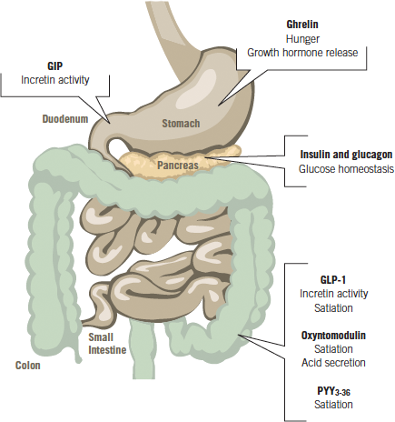 In The Pancreas, Proglucagon Is Cleaved To Glucagon, - Gut Hormones (435x464), Png Download