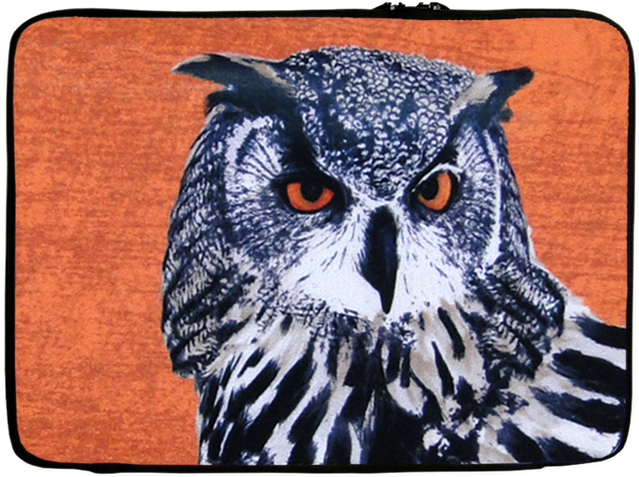 Owl (800x601), Png Download