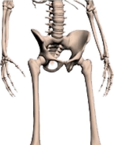 Skeleton Png Transparent Images - Skeleton (640x480), Png Download