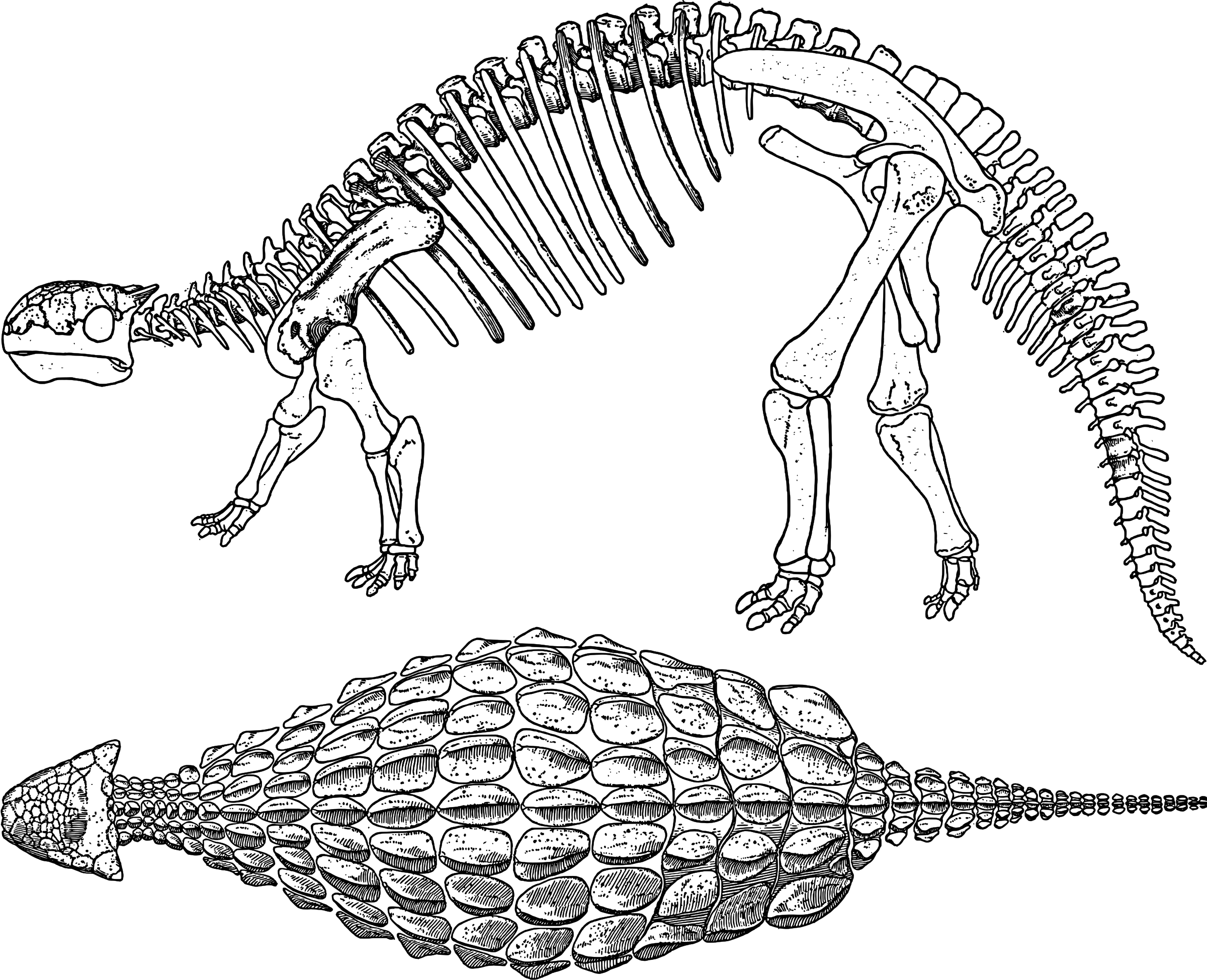 Banner Transparent Download Skeleton Bones Icons Png - Ankylosaurus Bones (2400x1949), Png Download