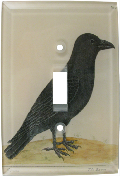 Common Raven (600x600), Png Download