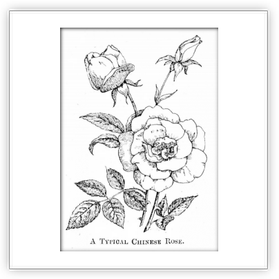 Floribunda (404x404), Png Download