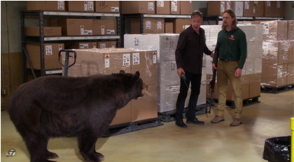 Greenscreen Bear In Last Man Standing With Tim Allen - Tiger (800x231), Png Download