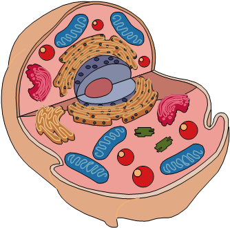 Animal Cell Diagram - Animal Cell Model Unlabeled (355x352), Png Download