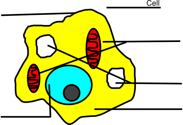 Simple Animal Cell Unlabeled (600x411), Png Download