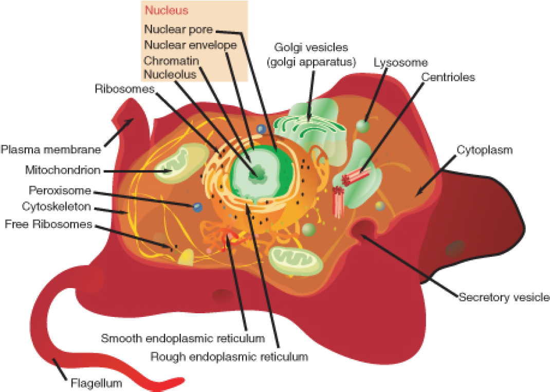 A Eukaryotic Cell, Represented Here By A Model Animal - Identify The Organelles In The Cell (1130x816), Png Download
