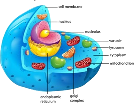 Structure Of Animal Cell With Name Of All Parts - Animal Cell (538x413), Png Download