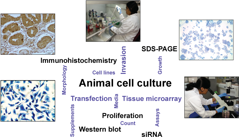 Applications Of Animal Cell Culture (842x493), Png Download