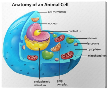 Large Central Vacuole Animal Cell (400x400), Png Download