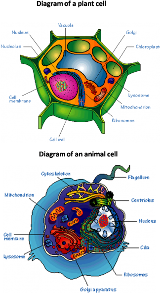 Diagram Of Eukaryotic Cell - Cells Of A Jellyfish (323x600), Png Download