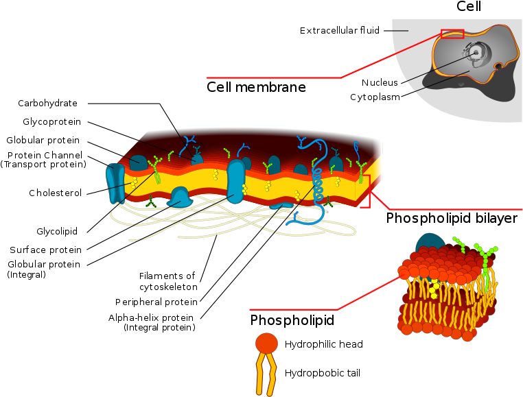 Hair Simple Animal Cell With - Prostaglandin Cell Membrane (772x599), Png Download