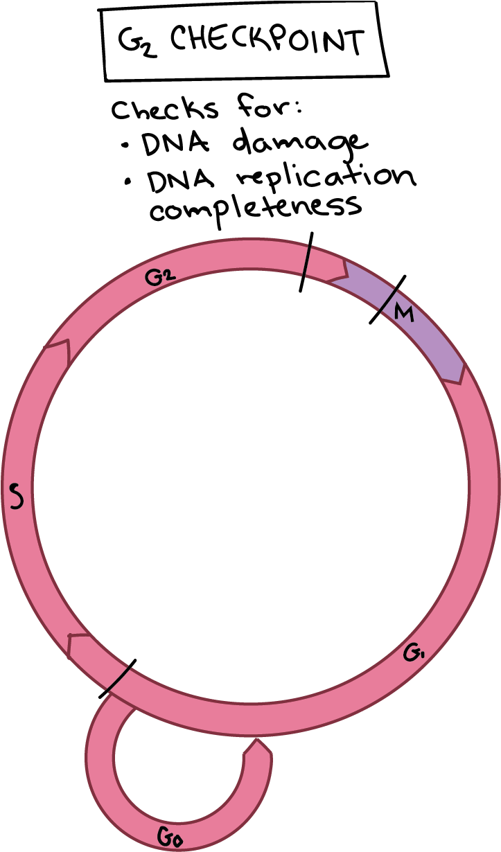 Mitosis - Cell Cycle (1169x1333), Png Download