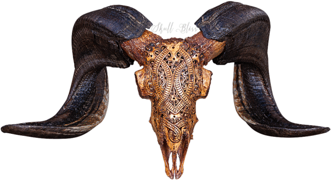 Carved Ram Skull - Skull (645x645), Png Download