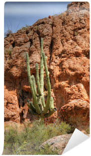 Hedgehog Cactus (400x400), Png Download