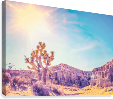 Cactus At The Desert In Summer With Strong Sunlight - Artist (429x377), Png Download