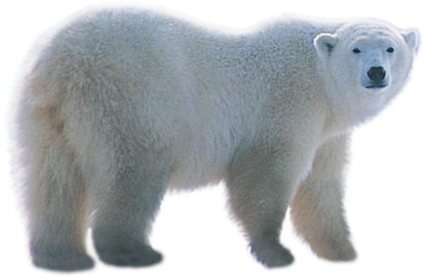 Pillow Transparent Png Sticker - Polar Bear Png (599x391), Png Download