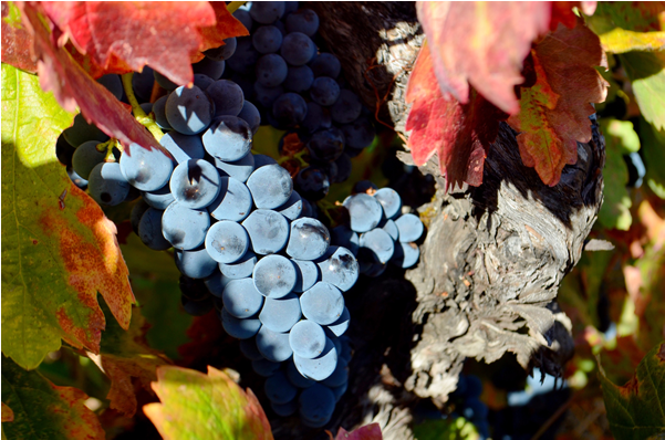 In 2002, Cox Vineyard Passed The Rigorous Ccof Standards - Grape (600x600), Png Download