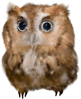Horned Owl Png - Owl (500x500), Png Download