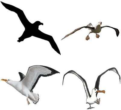 Download Free Birds Transparent Pngs - Albatroz Tattoo (400x400), Png Download