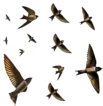 Free Vector Art, Flock Of Birds, Psp, Flocking, Vector - Flock Of Swallows (368x380), Png Download