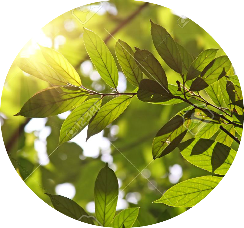 Morning Sunlight Summer Green Leaves Photo Editor - Stock Photography (805x752), Png Download