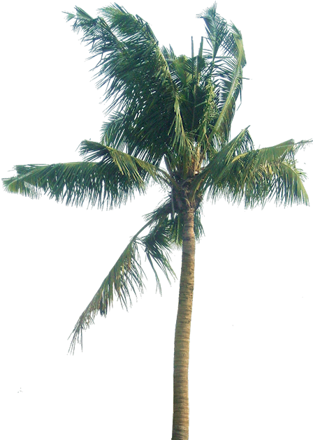 Coconut Tree Leaves Png Download - Cocos Nucifera Tree Section Png (448x630), Png Download