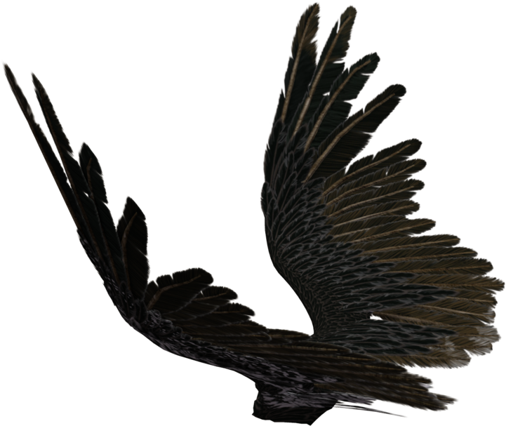 Drawn Angel Torn Wing Source - Wing Side View Png (1024x673), Png Download