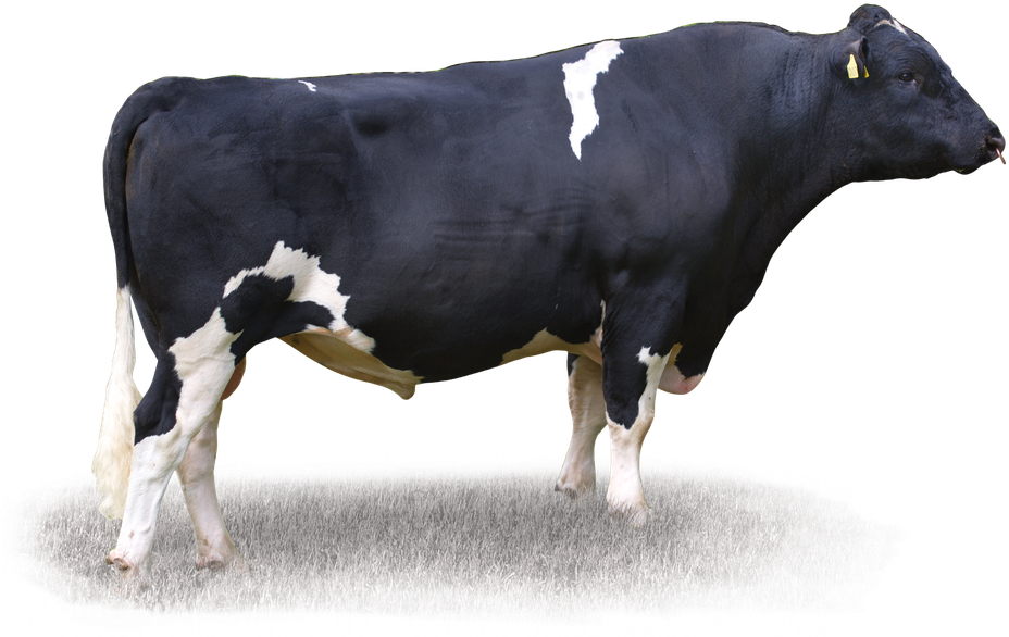 Busy Brook Wtp Vector S3f - Dairy Cow (942x597), Png Download
