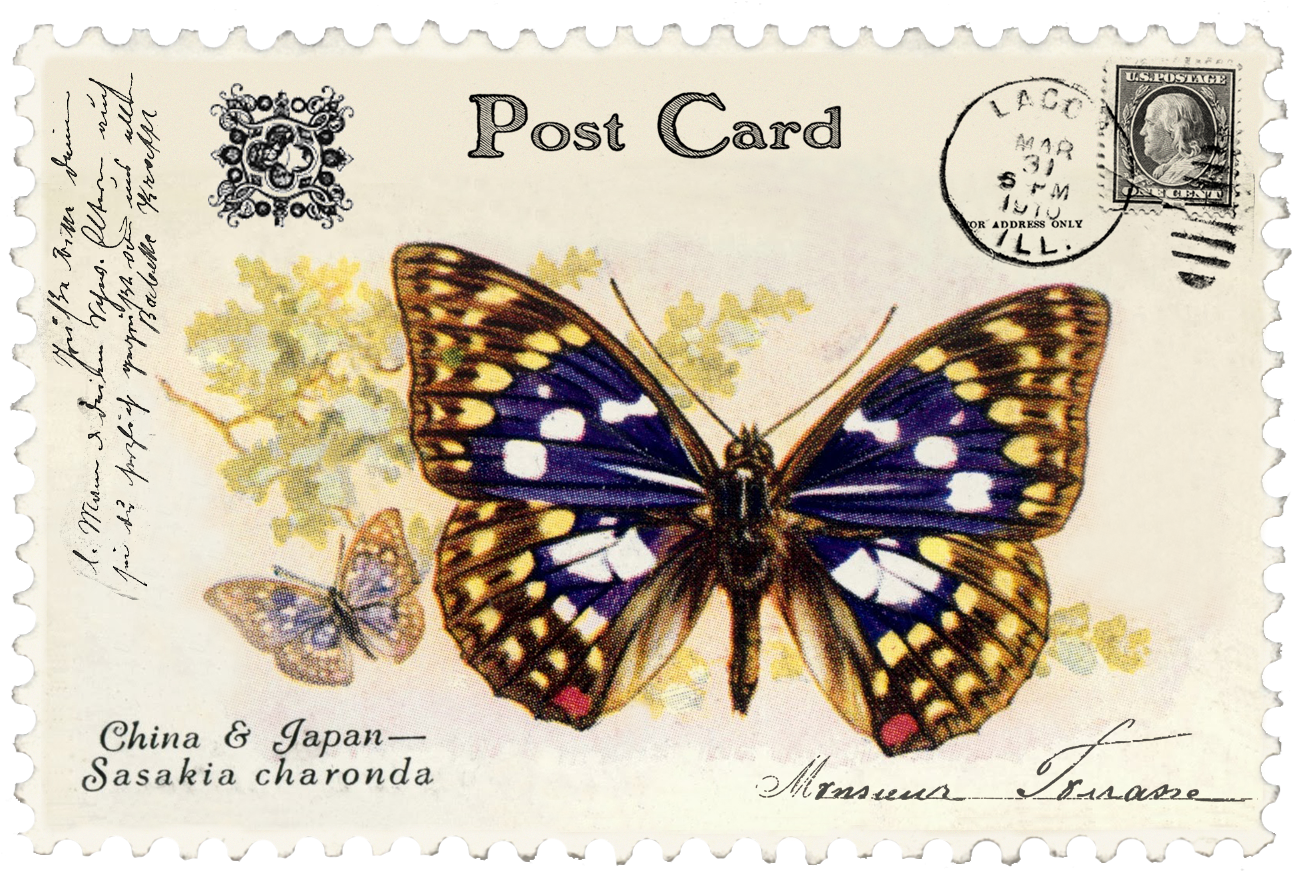 8 Matjuno Vintage Butterfly Postage Stamp 8 Juno Vintage - Large Butterfly Color Enamel Decals (1458x1048), Png Download