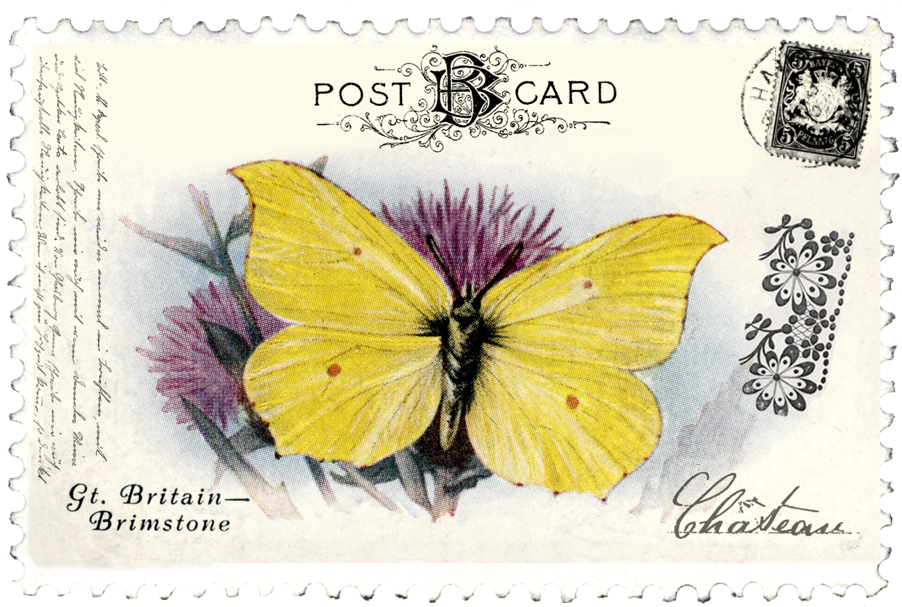 Juno Ccrl A Fine Thingdoodles076 Copyjuno Vintage Butterfly - Georgetown (1458x1048), Png Download