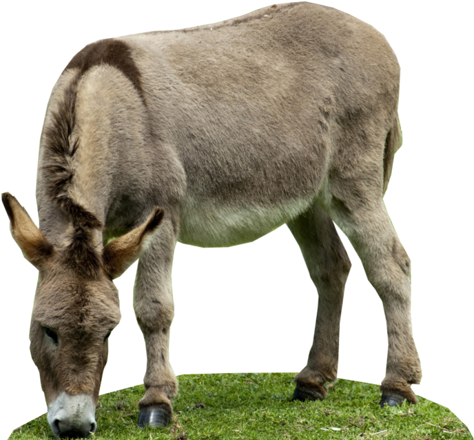 Es De Tipo Png Y Contiene Transparencia - Burro Con Fondo Transparente (691x652), Png Download
