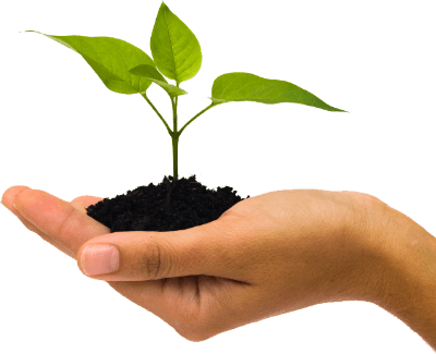 Fairy Garden Maintenance Tips Small Plant In Hand22 - Small Plant In Hand (400x325), Png Download