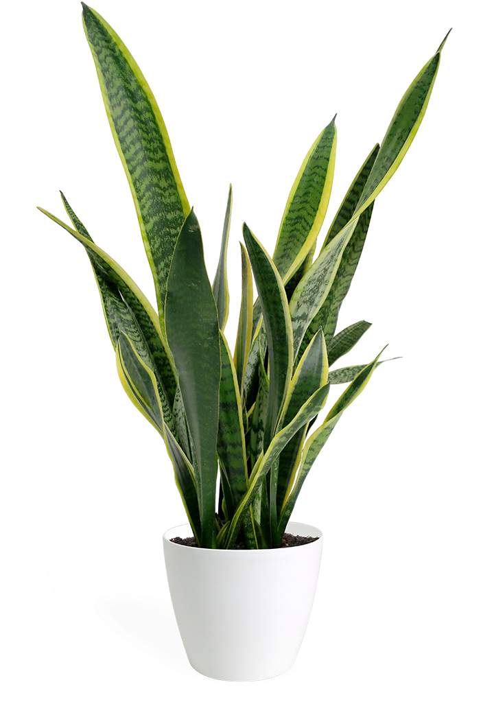Sansevieria Laurentii Small - Sansevieria Png (700x1070), Png Download