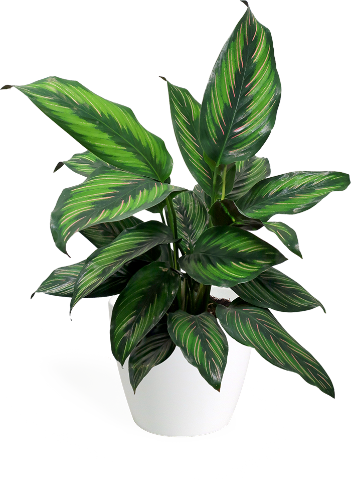 Calathea Beauty Star Small - Calatheas (700x962), Png Download