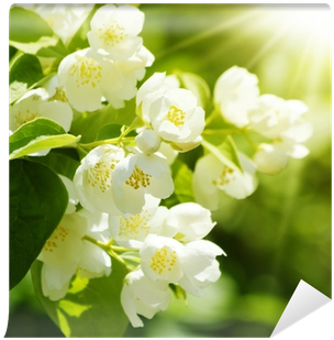 Lily Of The Valley (400x400), Png Download