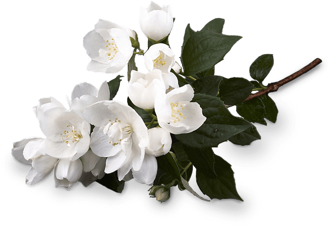 Jasmine - Transparent Jasmine Flower Png (770x578), Png Download