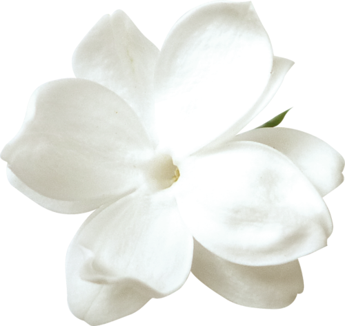 White Lilac - White Lilac Flower Png (500x472), Png Download