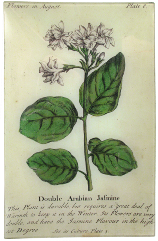 Arabian Jasmine - Arrowroot Family (500x500), Png Download