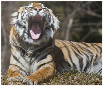 Tiger (400x400), Png Download