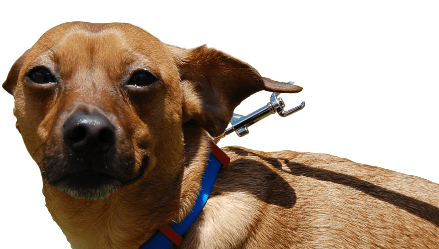 Write A Review - Companion Dog (880x500), Png Download